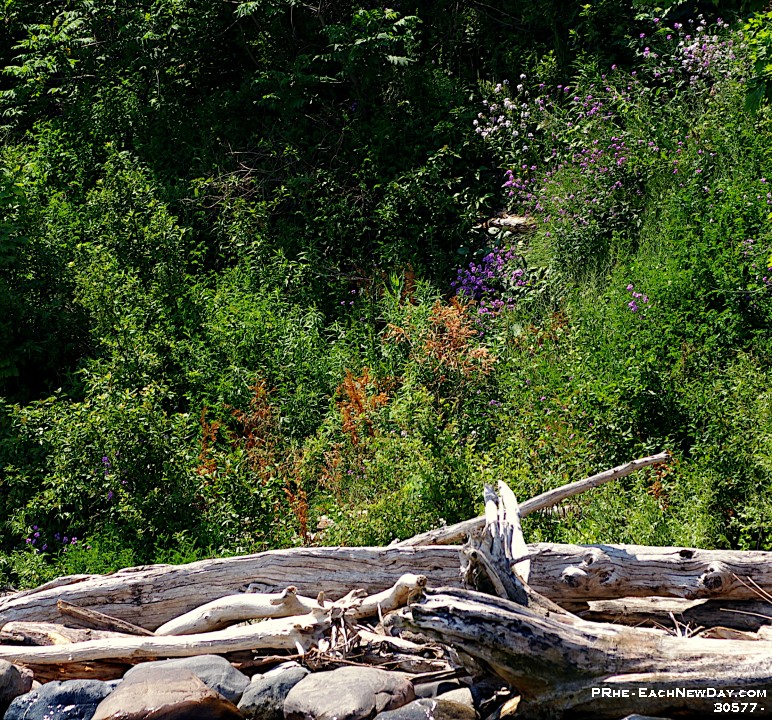30577CrLeUsm - Kayaking with Beth along the Rouge River from Lake Ontario to Kingston Road